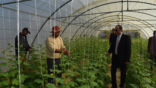 مزارع جامعة العريش