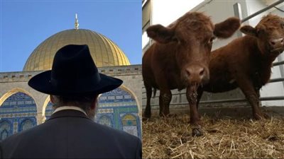 مع ظهور البقرات الحمراء.. هل يتم نقل المسجد الأقصى لبناء هيكل سليمان الثالث؟
