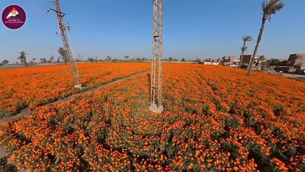 حقول عباد القمر