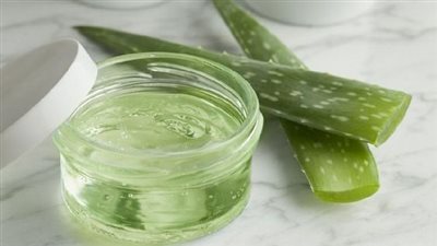 خبراء يكشفون عن مركبات بالصبار تساعد في علاج مرض الزهايمر