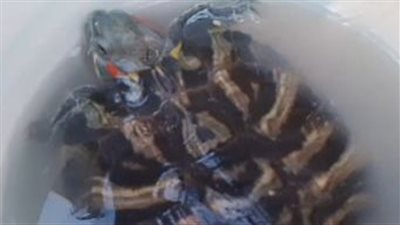 بـ1000 جنيه.. الترسا سلحفاة تايلاندية تنتشر بسوق الجمعة| بث مباشر 