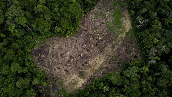 غابات الأمازون