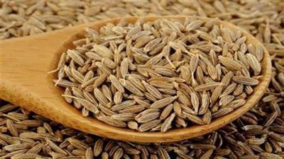 فرحة مزارعي كفر الشيخ خلال حصاد محصول الكمون: بنزرعه لأول مرة والمحصول جيد | بث مباشر