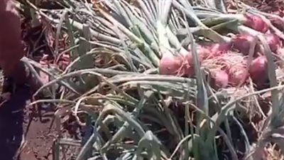 بدء موسم حصاد البصل بالدقهلية.. وأحد المزارعين: الكمية كبيرة والفدان بينتج 20 طنا | بث مباشر