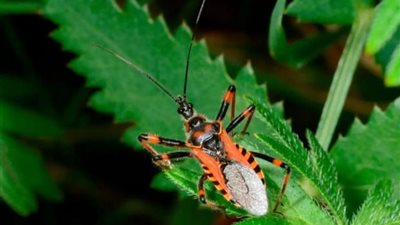 في يومه العالمي.. ما هو مرض شاغاس وأهم أعراضه؟