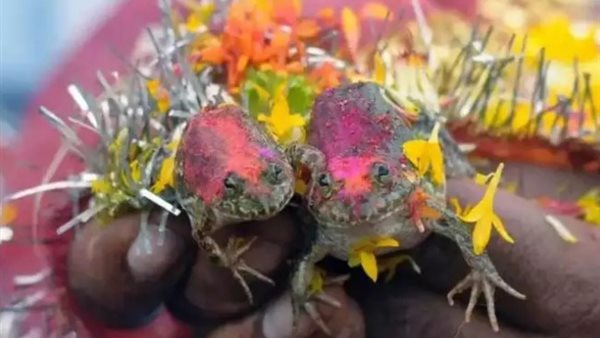 زواج الضفادع في الهند