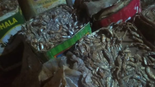 حملات تفتيشية بالمنيا