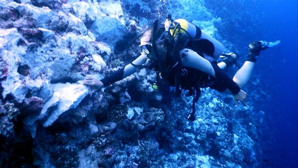 الشعاب المرجانية