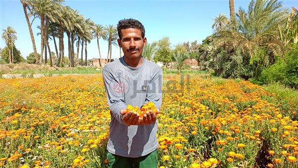 فرحة مزارعو الفيوم