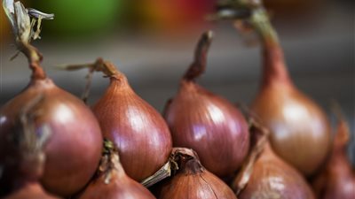 يساعد على تنظيم مستويات السكري.. فوائد البصل للجسم