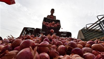الزراعة تعلن فتح السوق الكوستاريكي أمام صادرات مصر من البصل الطازج