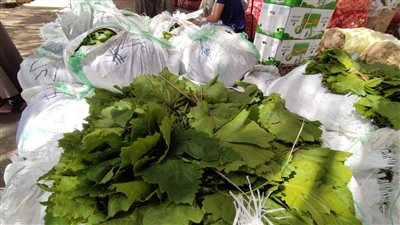 رئيس شعبة الخضراوات: تراجع 10 جنيهات في سعر كيلو ورق العنب خلال أيام