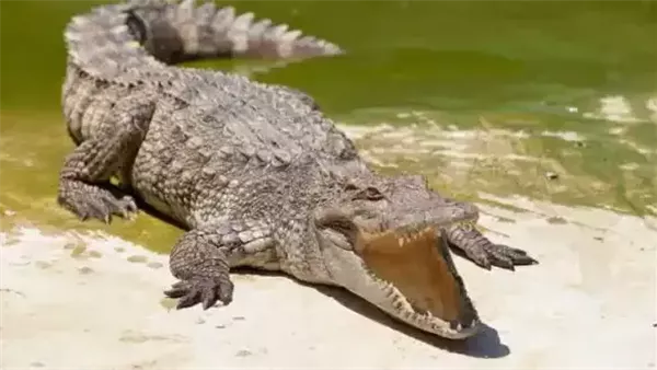  صورة تعبيرية 