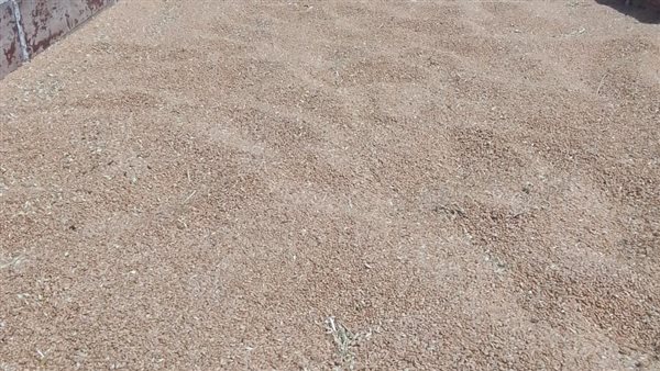 توريد القمح للشون