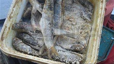 قبل شم النسيم.. ضبط 5 أطنان أسماك مملحة تصنع داخل حظيرة في المنوفية | بث مباشر