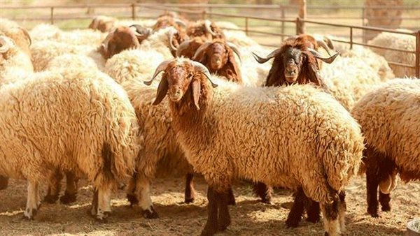 الذبح - صورة أرشيفية