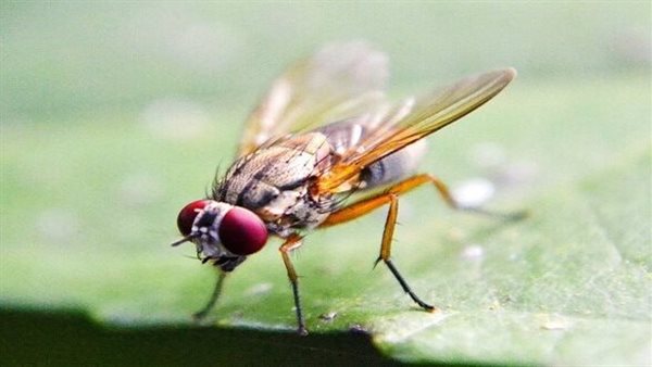 الذباب الصحراوي