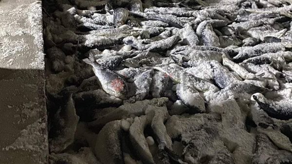 ضبط أسماك مملحة داخل