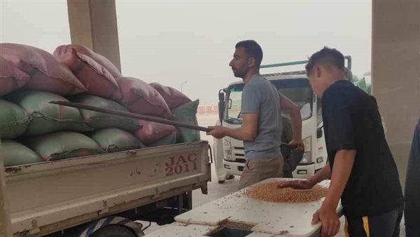 توريد القمح في المنيا