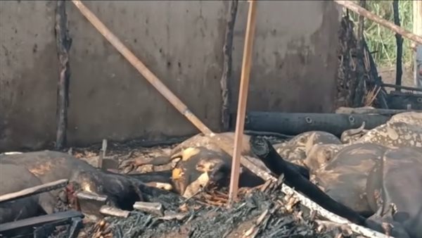 حريق حظيرة مواش بالمنوفية