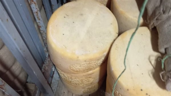 جبن منتهي الصلاحية