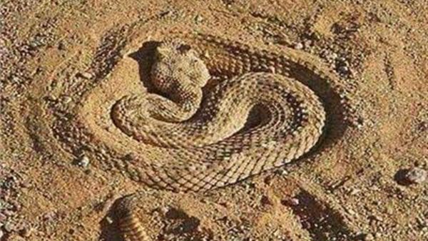 الطريشة- أرشيفية