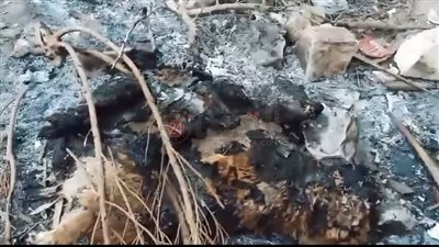 رئيس حماية الحيوان تعلق على واقعة حرق الكلاب في كينج مريوط: جريمة بكل المقاييس