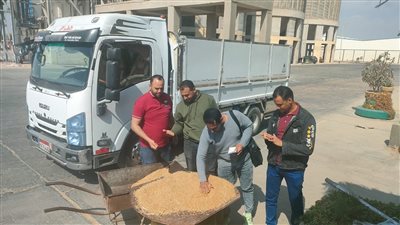 شون وصوامع البحيرة تستقبل 1701 طن قمح حتى صباح اليوم السبت