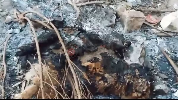 واقعة حرق الكلاب