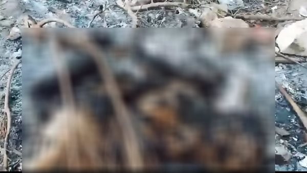 الكلاب المحروقة 