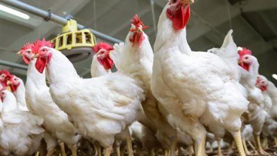 أسعار بورصة الدواجن العمومية اليوم.. أسعار الدواجن في أسواق مصر اليوم الخميس 9-7-2020