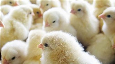 أسعار الكتاكيت البيضاء في أسواق مصر اليوم الثلاثاء 7-7- 2020 في بورصة الدواجن الرئيسية