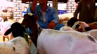 بتخفيضات تصل إلى 25%.. أسعار لحوم “الزراعة” في عيد الأضحى