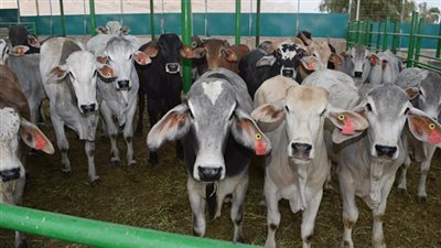 دار الإفتاء: شراء الأضحية “أونلاين” جائز شرعًا