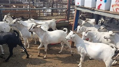 نقيب الفلاحين ينصح المضحين بشراء “الجدي المخصي”