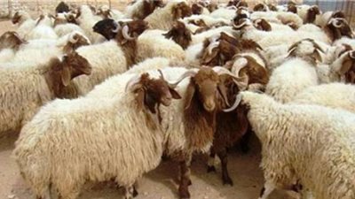 5 اشتراطات للذبح الشرعي لخروف العيد.. وهذه الطريقة المثلى لتقطيع الأضحية