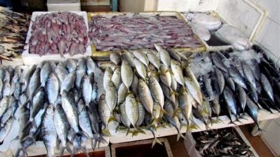 أسعار السمك في أسواق الجملة اليوم الأربعاء 29-7-2020