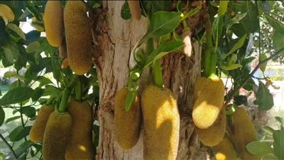 الجاك فروت أبرز أنواع الفواكه الاستوائية في حديقة النباتات بأسوان
