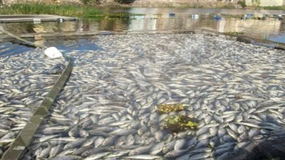 الصناعات الغذائية تتعاون مع القومي لعلوم البحار لتطوير قطاع الاستزراع والتصنيع السمكي