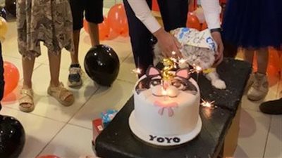 في حفل تكلف 3500 جنيه.. القط يويو يحتفل بعامه الثاني وسط جدل بالأقصر | صور
