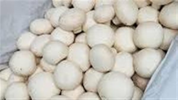 بيض_ أرشيفية 