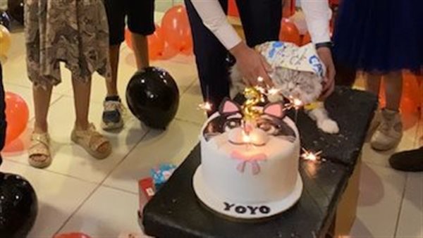 القط يويو يحتفل بعيد