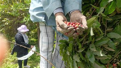 حقيقة نجاح زراعة البن في مصر 