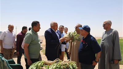 الوادى الجديد تنجح في زراعة 10 آلاف 971 فدانا من محصول بنجر السكر