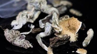 دراسة تربط بين الفطر السحري وعلاج الاكتئاب