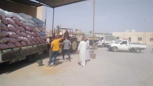 توريد القمح بالمنيا