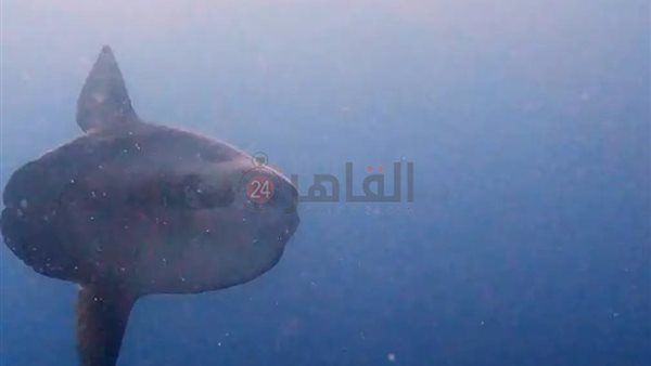 سمكة الشمس بمرسى