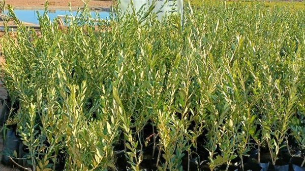 المشروعات الزراعية