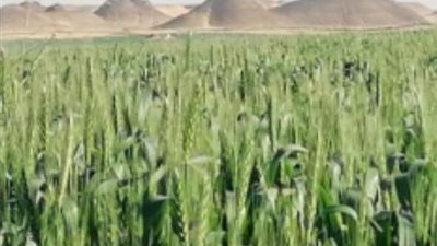 بسبب ارتفاع الحرارة.. زراعة جنوب سيناء تحذر من هجمات العقارب والثعابين