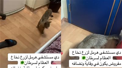 قطط وحشرات | مريض يشكو من مستشفى هرمل لزرع نخاع السرطان.. ومتابعون يشاركون تجاربهم